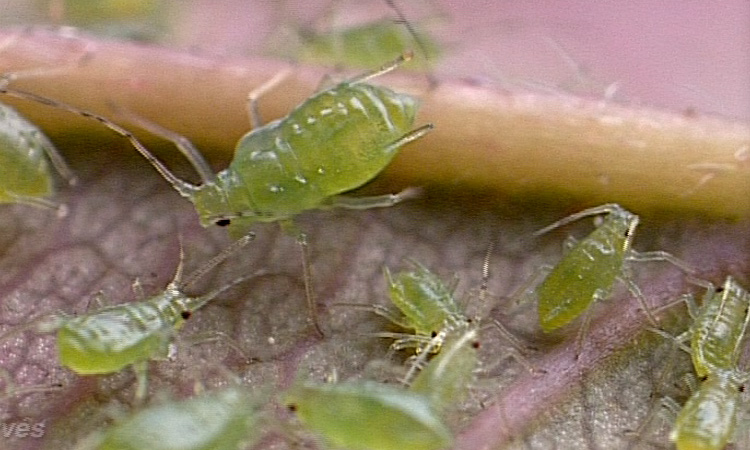 Le peuplement du milieu par les Pucerons - 4mn 57s 